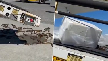 Eels Break Free on Vancouver Airport Tarmac! Eerie Viral Video of Snake-Like Fish Slithering on the Ground Will Send Chills Down Your Spine