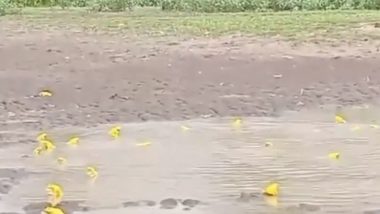 Rare Yellow Frogs Spotted in Jhansi: Indian Bullfrogs Who Change Colour To Attract Female Frogs for Mating Seen Near Pond, Video Surfaces