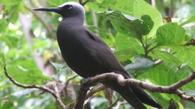 Lesser Noddy Spotted in Navi Mumbai: Know All About Rare Maldivian Sea Bird That Failed To Survive Despite Rescue Attempt in Nerul