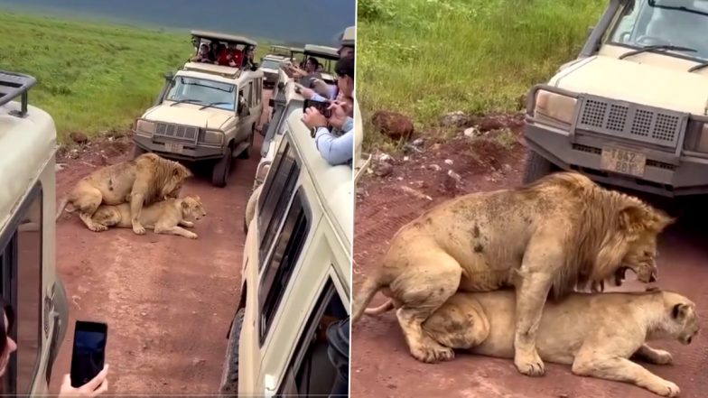 Lions Mate in Front of Tourists: Old Viral Video Shows Big Cats Having Sex As Visitors in Safari Invade Their Privacy