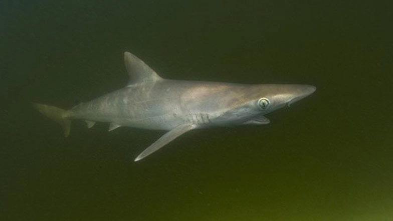 ‘Cocaine Sharks’: High Levels of Drug Found in Brazilian Sharks, Know All About the Marine Predators