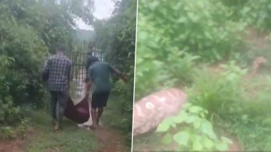 Python Swallows Whole Goat in Odisha's Berhampur, Rescued by Forest Officials; Video of Giant Snake Slithering With Animal Inside Stomach Surfaces