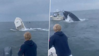Whale Attack Caught on Camera in US: Humpback Whale Destroys Boat Throwing 2 Fishermen Into Water off New Hampshire, Terrifying Video Surfaces