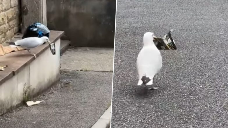 Seagull Captured Stealing Rolling Tobacco From Smoker in Penzance, Hilarious Video Goes Viral