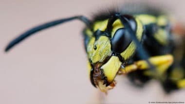 Insects: Why We Can't Live Without Them