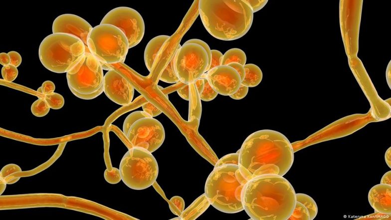 Fungi Are Adapting to Body Heat — a ‘doomsday Scenario’ | 🔬 LatestLY