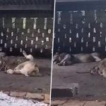 Lions in Gujarat: In Heavy Rains, Family of Big Cat Takes Shelter in Farmer’s Courtyard in Gir Somnath (Watch Video)