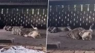 Lions in Gujarat: In Heavy Rains, Family of Big Cat Takes Shelter in Farmer&rsquo;s Courtyard in Gir Somnath (Watch Video)