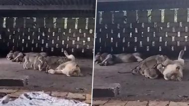 Lions in Gujarat: In Heavy Rains, Family of Big Cat Takes Shelter in Farmer’s Courtyard in Gir Somnath (Watch Video)