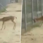 Deer Fight at Border: 2 Deers Lock Horns at India-Pakistan Border, Face-Off Captured in Video Goes Viral