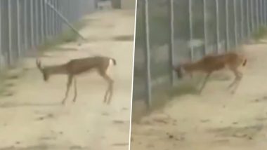 Deer Fight at Border: 2 Deer Lock Horns at India-Pakistan Border, Face-Off Captured in Video Goes Viral