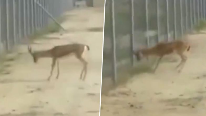 Deer Fight at Border: 2 Deer Lock Horns at India-Pakistan Border, Face-Off Captured in Video Goes Viral