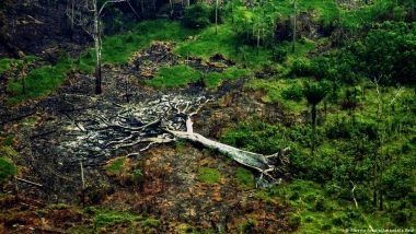 Can Europe Really Preserve Global Forests?