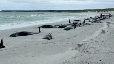 Dozens of Pilot Whales Die on Beach off Scotland