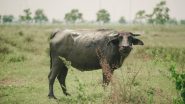 Uttar Pradesh Cops Find Innovative Way To Solve Dispute Over Missing Buffalo, Leave Decision to Animal; Buffalo Finds Its Owner in Askaranpur Village