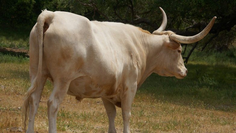 Animal Cruelty in Maharashtra: Bull Seen Walking Around With Injuries and Axe Dangling From Its Back in Sangli, Disturbing Video Surfaces