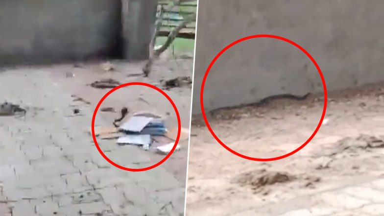 Gujarat: Venomous Snake Crawls out of Student’s Bag in Sabarkantha, Video Surfaces