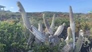 Key Largo Tree Cactus Goes Extinct in US: Florida&rsquo;s Rare &lsquo;Pilosocereus millspaughii&rsquo; Becomes First Local Species Killed by Rising Sea-Level