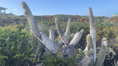 Key Largo Tree Cactus Goes Extinct in US: Florida’s Rare ‘Pilosocereus millspaughii’ Becomes First Local Species Killed by Rising Sea-Level