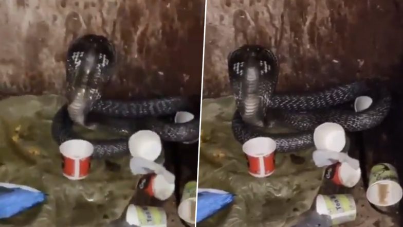 Snake Found in UP Jail: Cobra Rescued From Lockup in Ghaziabad, Video Goes Viral