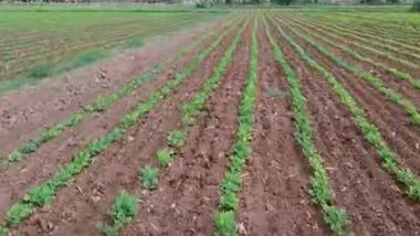 India News | Farmers in Gujarat Taking to Natural Farming in Big Way, Say It Yields Higher Profit and is Beneficial for Soil