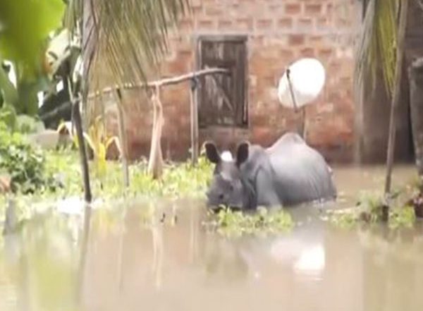 India News | Assam's Kaziranga National Park Still Flooded, Animals Move Towards Karbi Anglong Hills