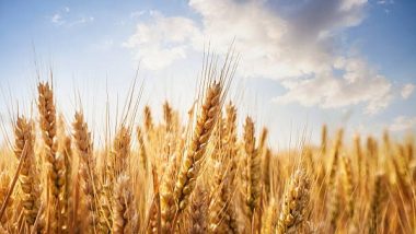 Business News | FCI Procures 266 Lakh MT of Wheat in Rabi Season, 4 Lakh MT More Than Last Year