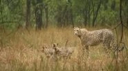 India News | MP: Cheetah Gamini and Her 5 Cubs Enjoy Monsoon Showers at Kuno National Park