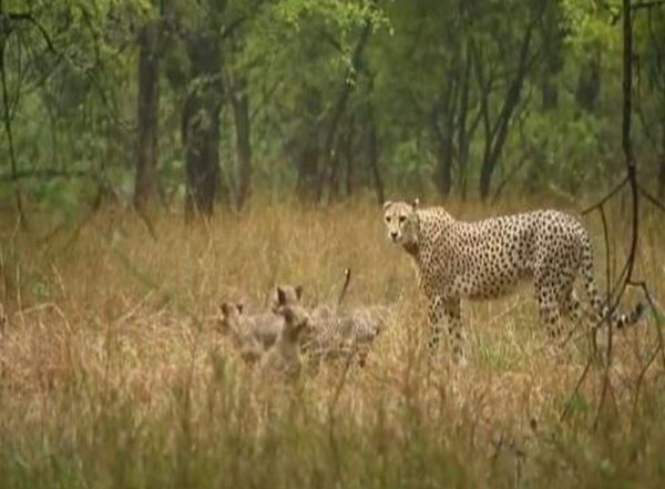 India News | MP: Cheetah Gamini and Her 5 Cubs Enjoy Monsoon Showers at Kuno National Park