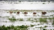 India News | Assam Floods: 92 Animals Dead, 95 Rescued in Kaziranga National Park