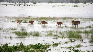 India News | Assam Floods: 92 Animals Dead, 95 Rescued in Kaziranga National Park