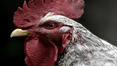 World News | Pak: Chicken Prices Surge Amid Inflation Woes in Punjab