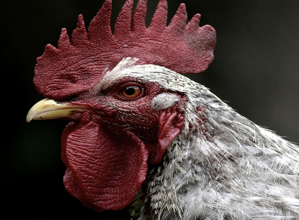 World News | Pak: Chicken Prices Surge Amid Inflation Woes in Punjab