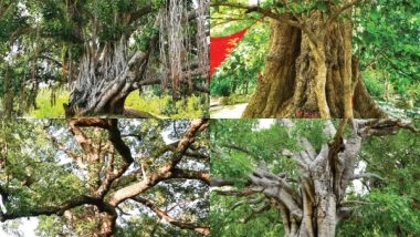 India News | Yogi Govt to Develop Heritage Tree Gardens in 11 Districts of Uttar Pradesh