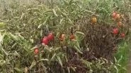 Business News | Prices of Tomatoes, Potatoes and Green Vegetables May Further Go Up, Heatwaves and Now Rains Have Destroyed Crops