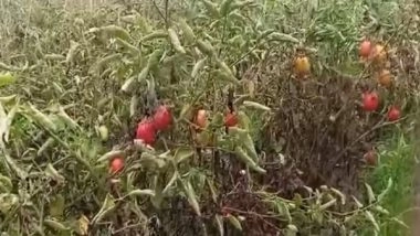 Business News | Prices of Tomatoes, Potatoes and Green Vegetables May Further Go Up, Heatwaves and Now Rains Have Destroyed Crops