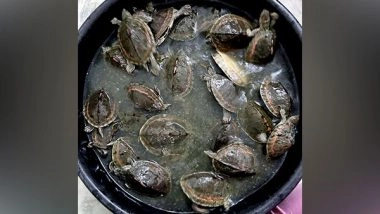India News | UP Police Nab Smuggler Dealing in Banned Animals, 100 Turtles Confiscated