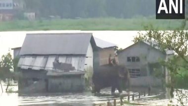 India News | Assam Floods: 174 Animals Including 10 Rhinos Killed in Kaziranga National Park