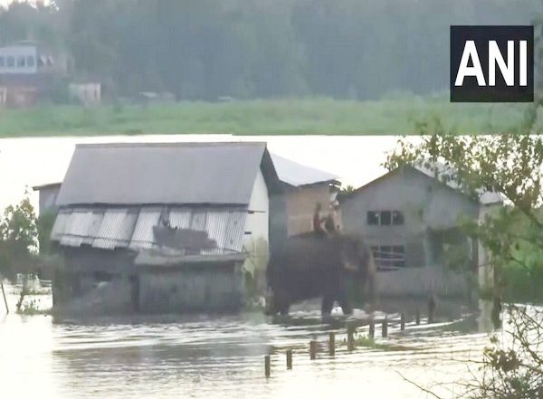 India News | Assam Floods: 174 Animals Including 10 Rhinos Killed in Kaziranga National Park