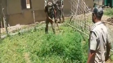 India News | BSF Destroys 15,000 Ganja Saplings in Joint Operation in Tripura's Nirbhoypur
