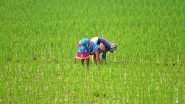 Business News | Kharif Sown Area Improves by 10.3 Per Cent in 2024 Sowing Season
