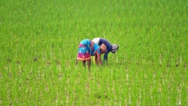 Business News | Kharif Sown Area Improves by 10.3 Per Cent in 2024 Sowing Season