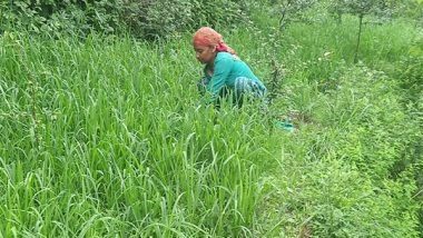 India News | Farmers in Shimla's Kupvi Cultivate Millets Under MGNREGA Initiative