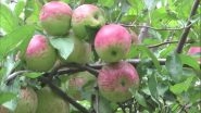 India News | Himachal: Dr YS Parmar University Issues Advisory for Managing Apple Foliar Disease
