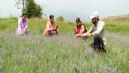 India News | Five Lakh Lavender Plants Cultivated in J-K's Udhampur