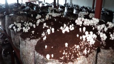 India News | J-K's Kathua Sees Surge in Mushroom Farming as Young Agripreneurs Boost Production