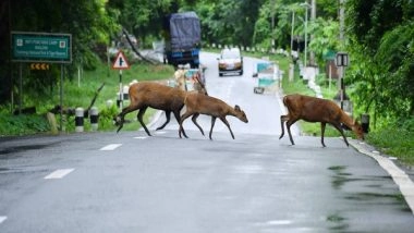India News | 511 Wild Animals Died in Floods of Assam in Past Five Years: Union Government