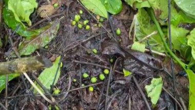 India News | Incessant Rain Damages Coffee, Pepper Crops in Karnataka; Growers Face Heavy Losses