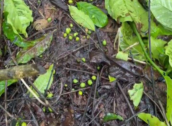 India News | Incessant Rain Damages Coffee, Pepper Crops in Karnataka; Growers Face Heavy Losses