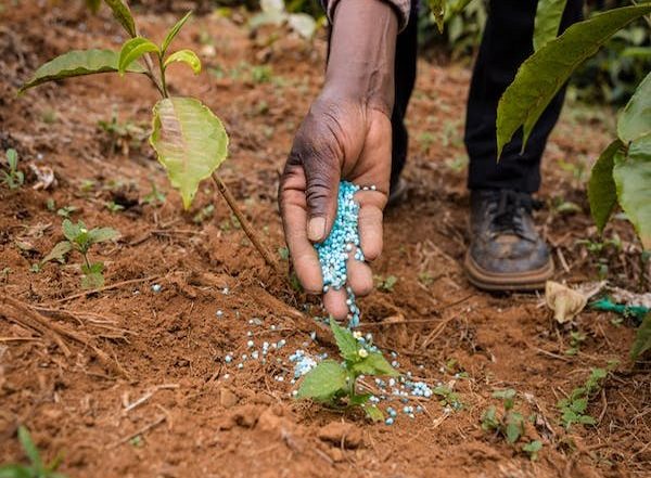 Business News | Government Has Set Up Six Nano Urea Plants and Four Nano DAP Plants to Promote Nano Fertilizer